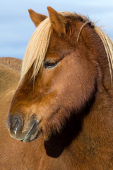 Cavalo da Islandia