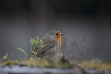 Robin Red Breast (Erithacus rubecula)