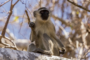 Vervet monkey
