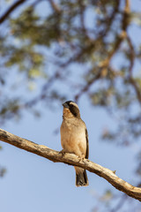 White-browed sparrow-weaver, Namibia