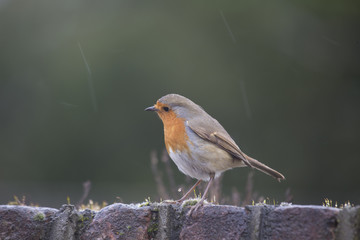 Robin Red Breast (Erithacus rubecula)