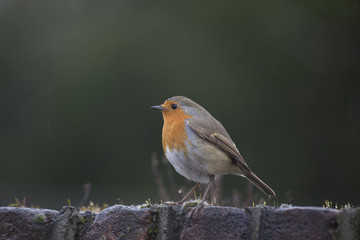 Robin Red Breast (Erithacus rubecula)