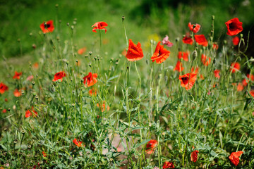 poppy field. summer