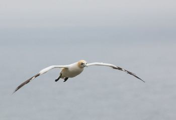 Northern gannet (Morus bassanus) Troup Head, Scotland