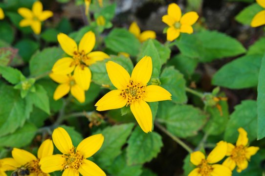 Fototapeta Golden yellow star flowers of Chrysogonum virginianum