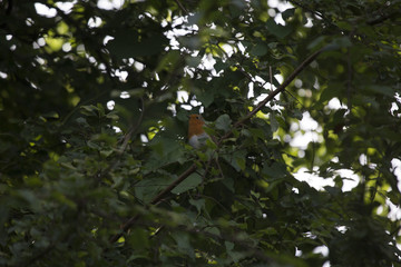 Robin Red Breast (Erithacus rubecula)