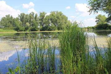 Beautiful lake on summer 