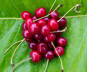 bunch of red ripe cherries with tails on the green burdock leaves. close-up top view