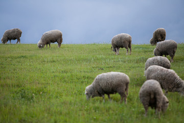 Obraz premium Sheep on a hill