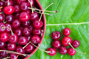 red ripe cherries with tails in a circular plate on a green leaf of burdock. close-up view from above