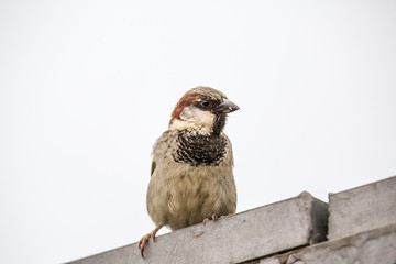 Spatz