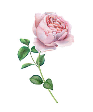 Watercolor pink rose
