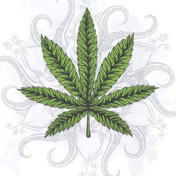 Marijuana leaf. Hand drawn isolated illustrations.