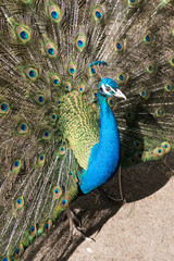 balzender Pfauenhahn mit ausgebreiteter Federkrone