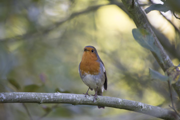 Robin Red Breast (Erithacus rubecula)