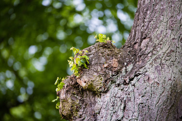 forest tree with Bokeh leaf
