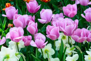 Spring flowers, tulips. Arboretum.