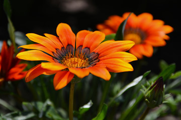 Orange daisies. In the garden.
