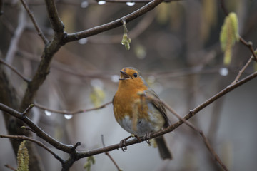 Obraz premium Robin Red Breast (Erithacus rubecula)