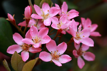 Rhaphiolepis Indica is hardy and evergreen plant