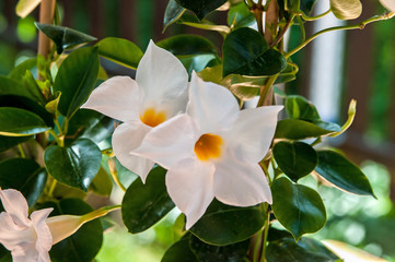 Dipladenia Sundaville mandevilla hybride