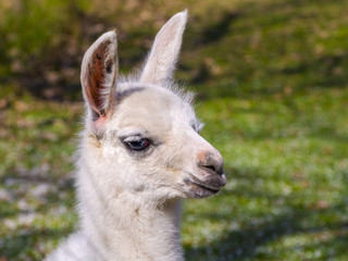 White llama cria