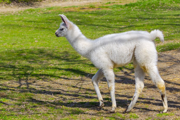 White llama cria