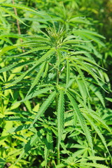 Cannabis (Marijuana) plant 