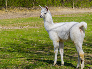 White llama cria