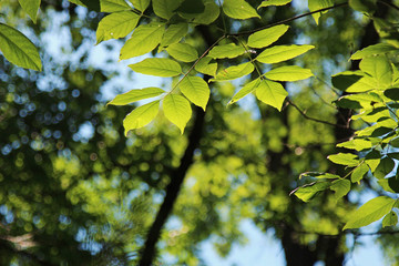 Green leaves