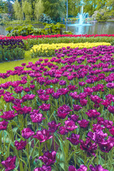 Tulip field in Keukenhof Gardens, Lisse, Netherlands