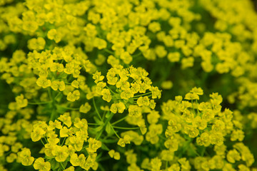 Obraz premium Spring flowers / Spring background