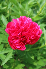 Peony (Paeonia) beautiful ornamental plants in the garden
