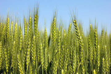 Green wheat ears in the field with a clear blue sky above