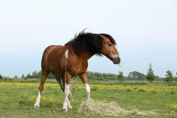 Pferd mit Futterneid