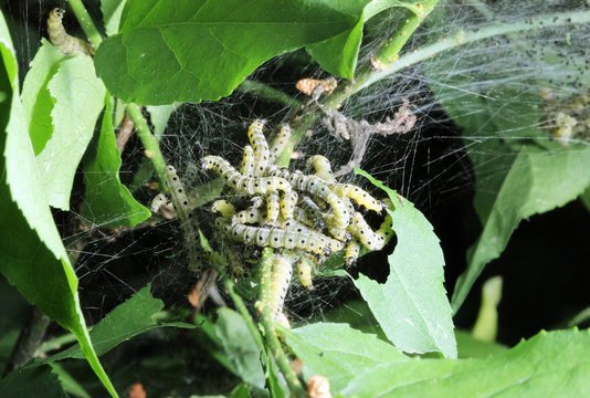 caterpillars codling moth
