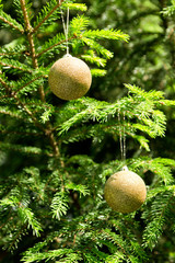 Fototapeta na wymiar Golden balls - Christmas decoration in real tree