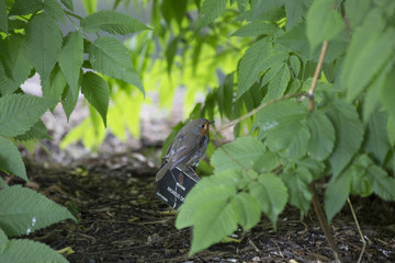 Robin Red Breast (Erithacus rubecula)
