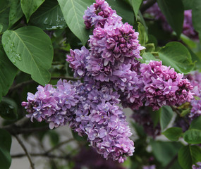 Branch of lilac flowers with green leaves in spring time