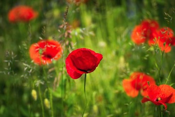 Red poppy flower in grass.