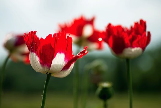 Bloomong large poppy flower, red and white, variety Danebrog.