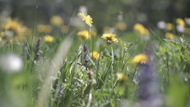  amera moves through the beautiful flowers and grass in the field