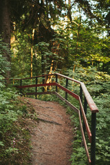 Forest path with fencing