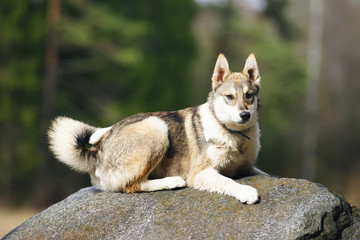 Young West Siberian Laika dog lying down on the stone at nature