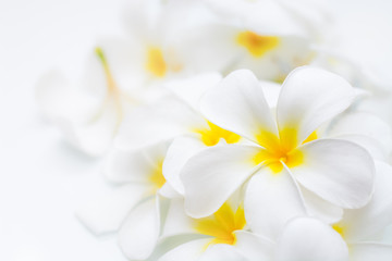 Frangipani flowers bundled together on a white background