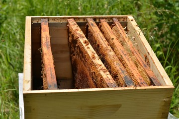 beekeeping