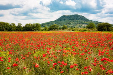 Poppy field
