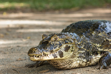 Large alligator at the ground