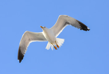 Seagull flying with open wings.