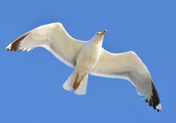Seagull flying with open wings.